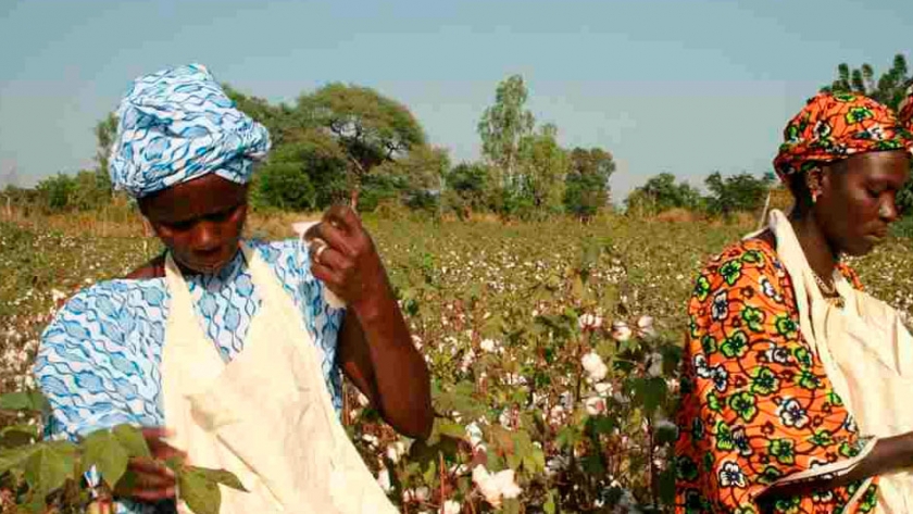 Kenia inicia cultivo comercial de algodón transgénico con 1.000 agricultores
