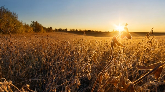 Calor extremo y lluvias intensas: el clima que se avecina en el norte y centro agrícola de Argentina