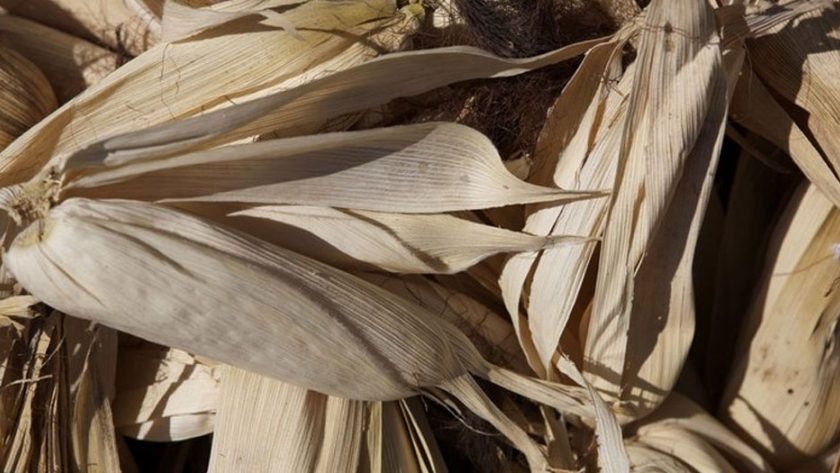 México trabaja con productores para eliminar el glifosato de los granos de maíz genéticamente modificados