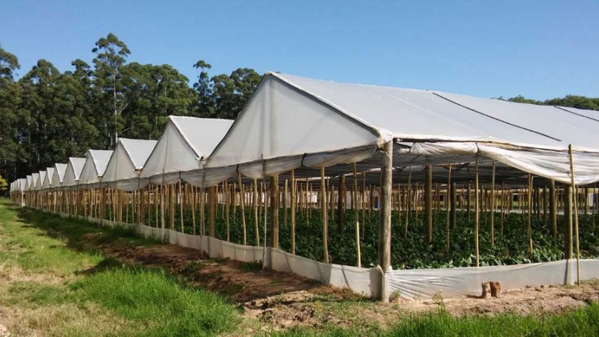 Invernaderos urbanos, la alternativa para abastecerse de alimentos en Tarija