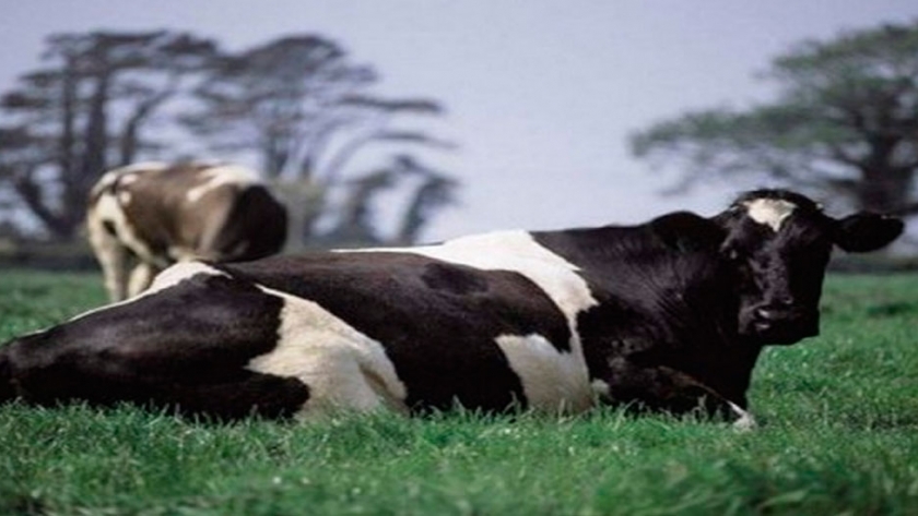 Herramientas para avanzar hacia coberturas en la producción de leche