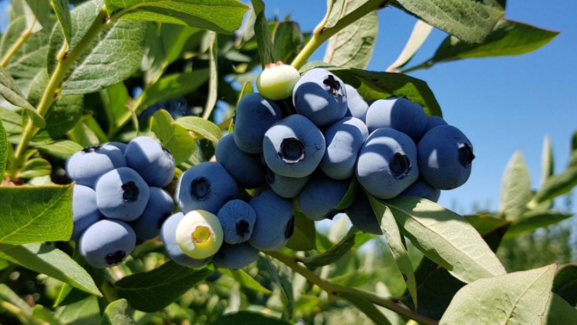 Destacaron la incorporación de una nueva variedad de plantas arándanos en la Provincia