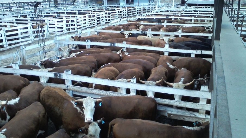 El registro para exportar carne repercute en el mercado