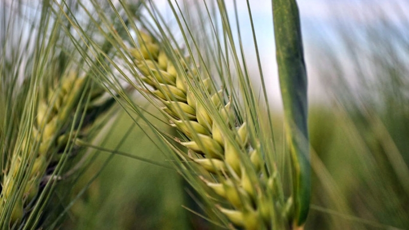 Uruguay: la cebada forrajera sustituye parte del área que deja la cebada cervecera