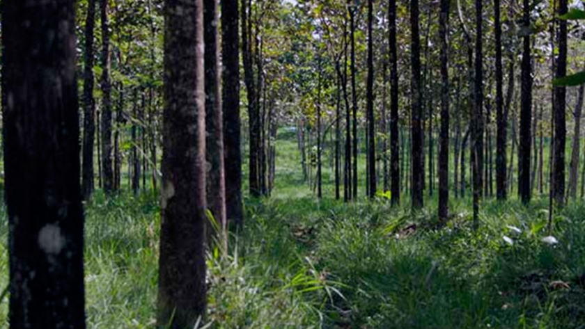 Argentina tiene potencial para crecer en plantaciones forestales