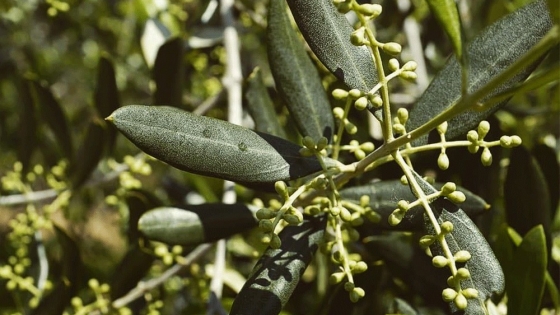 <El Gobierno Provincial dictó exitosa capacitación en cultivo de olivos en Puerto Madryn