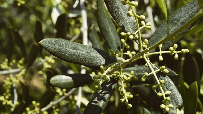 El Gobierno Provincial dictó exitosa capacitación en cultivo de olivos en Puerto Madryn