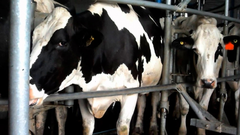 Argentina produce la misma cantidad de leche que hace 20 años