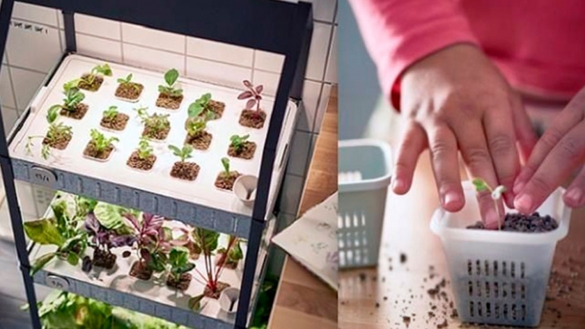 Tener una huerta en tu hogar es posible gracias a este sistema hidropónico
