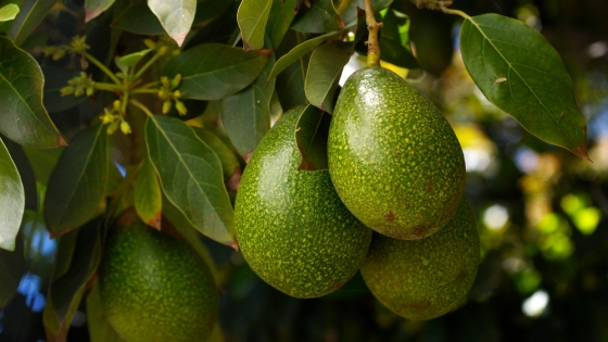 Cómo lograr que tu árbol de palta sea altamente productivo en entornos urbanos