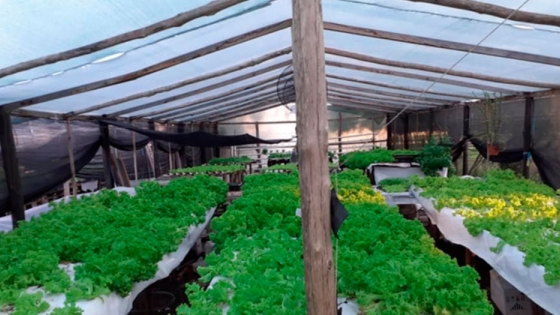 Hidroponía, un sistema de cultivo que garantiza verduras frescas aún en tiempos de emergencia