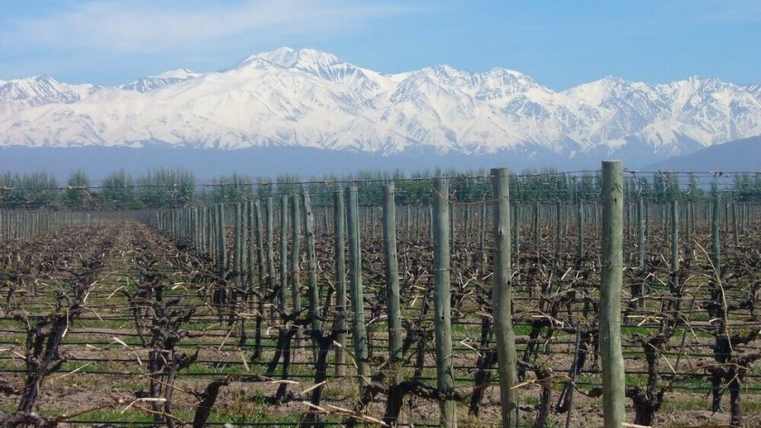 Una calculadora de huella de carbono de la vitivinicultura logró un importante aval mundial