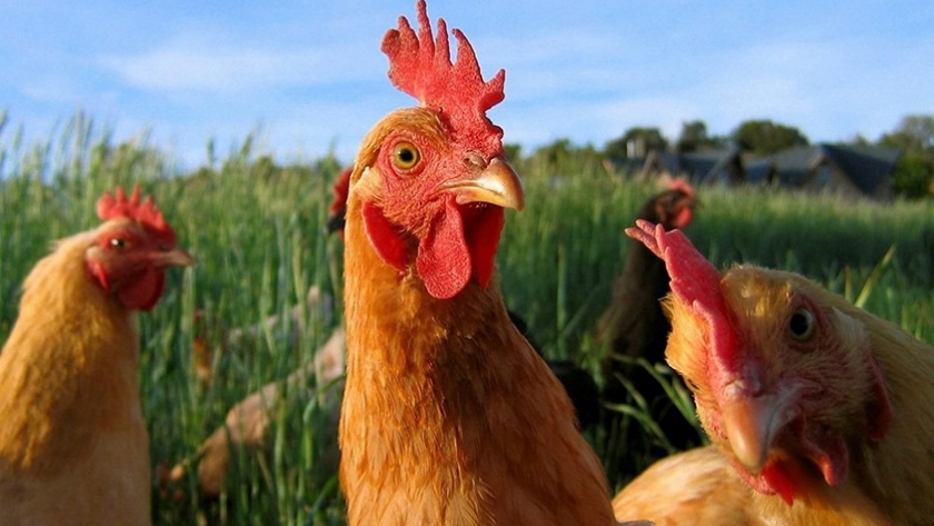 El dilema de las gallinas ponedoras: libertad vs galpones