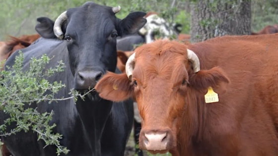 Pautas para el manejo de la ganadería en el Chaco Semiárido