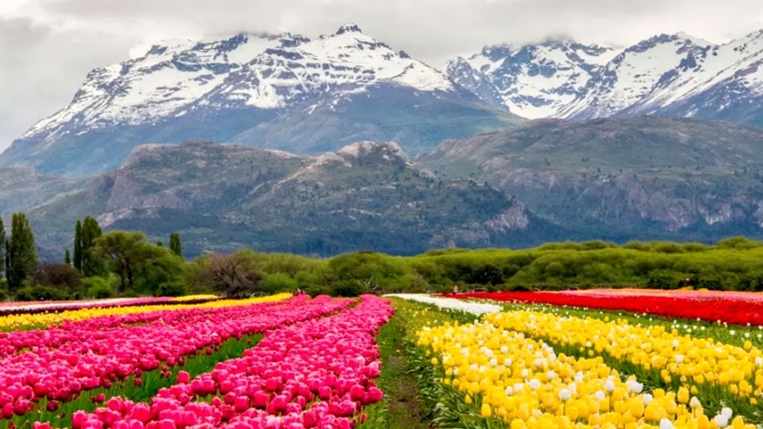 La flor de Chubut