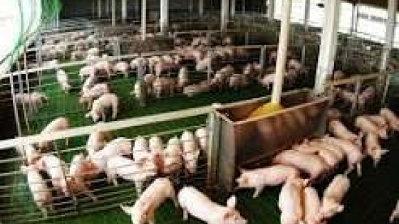 La carne de cerdo pisa fuerte: la producción creció 12,4% y el consumo alcanzó un nuevo récord