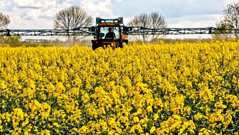 Argentina no autorizó ninguna colza OGM ni se han realizado ensayos a campo con este tipo de materiales