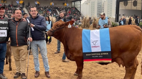 Lusan Indecisa, la vaca argentina que se coronó como la mejor de su raza a nivel mundial