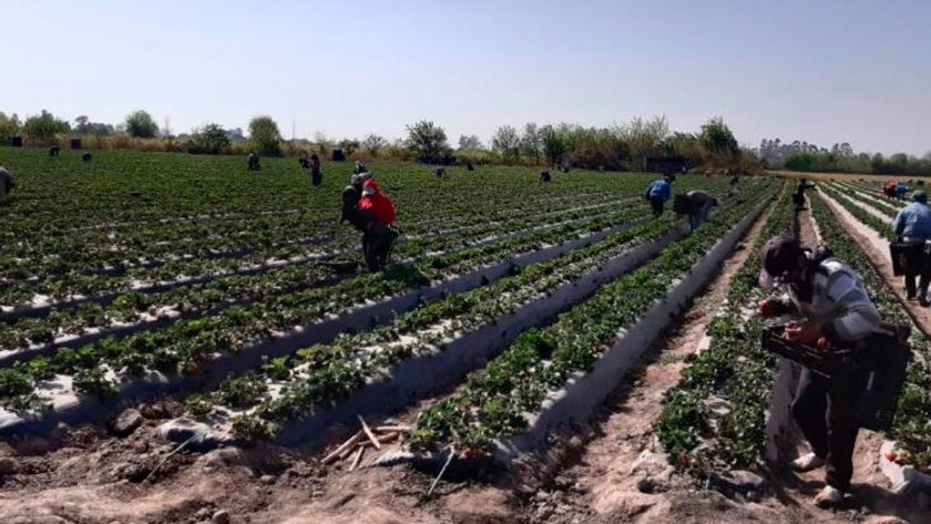 La UATRE publicó la declaración jurada para trabajadores rurales
