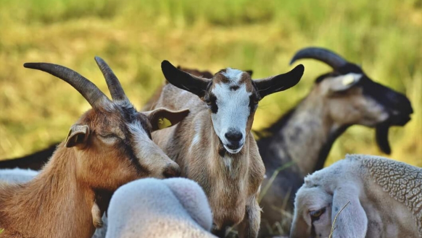El enigma de las cabras de Santa Bárbara: tres siglos de supervivencia sin agua dulce en Brasil