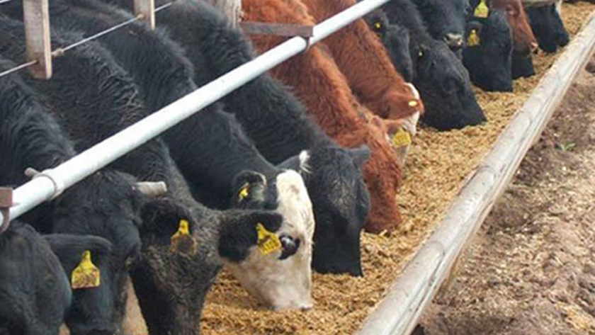 FeedLot: Lectura de comederos y prescripción diaria: ¿cuánta comida debo darle a mis animales?