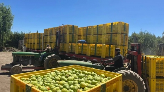 Las exportaciones de peras recuperaron impulso en junio y dieron una señal positiva al sector