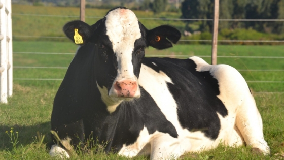 Nutrición del Rodeo Lechero con uso de Excel