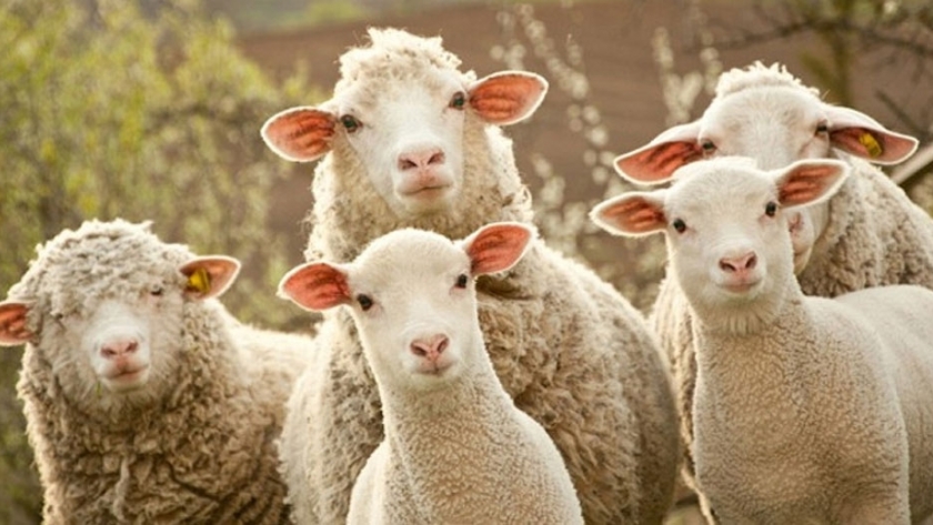 Manejo de ovinos