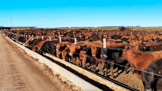 Se espera una menor oferta de carne por el vaciamiento en los feedlots y la retención estacional