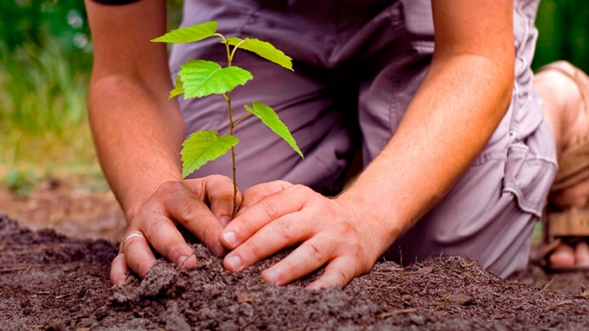 Contra el cambio climático, Argentina puede colaborar desde su mayor ventaja: plantar árboles