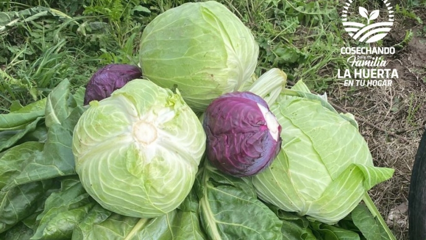 Cerró la inscripción y arranca la etapa de distribución del programa La Huerta en tu Hogar