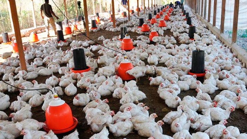CEVA y el trabajo con sus clientes: Pollos Que Rico