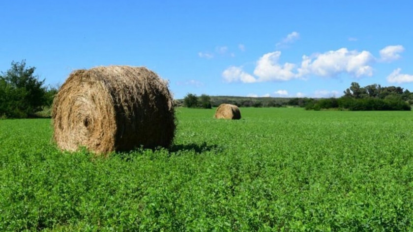 Investigan un fertilizante biológico para mejorar la productividad de la alfalfa