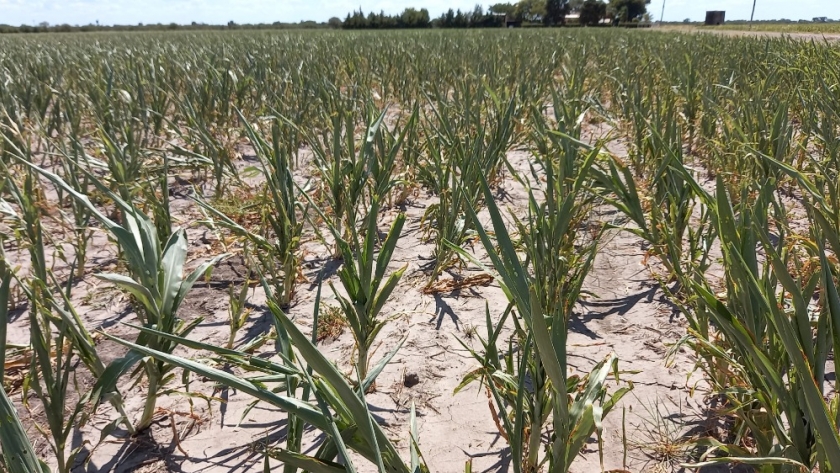 La nación firmó la homologación de la Emergencia Agropecuaria para Santa Fe