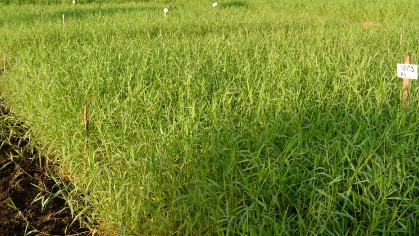 Tangola: la pastura capaz de enfrentar los anegamientos