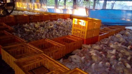 Avances del bienestar animal en la avicultura comercial
