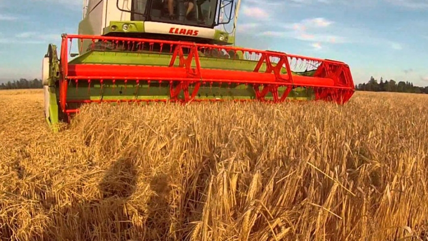 La producción de cebada finalizó en 4,1 millones de toneladas, 17% más que en el ciclo 2019-20