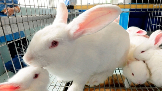 Alertan por brote viral de enfermedad hemorrágica en conejos
