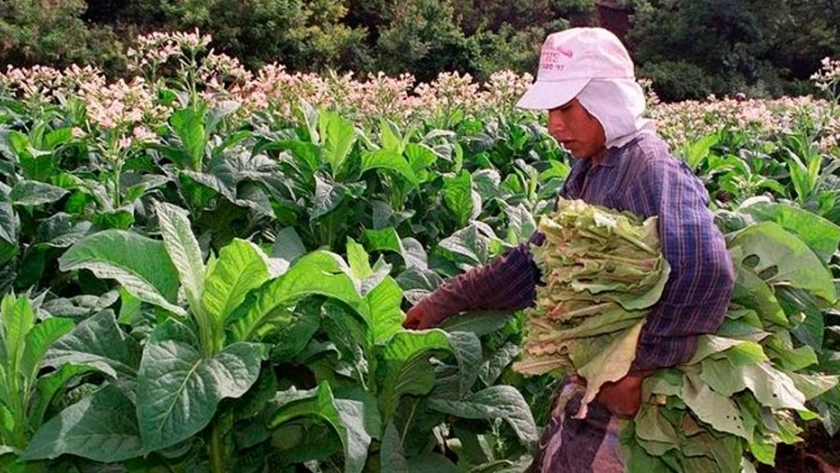 Trabajadores rurales temporarios están acorralados y sin la ayuda de emergencia