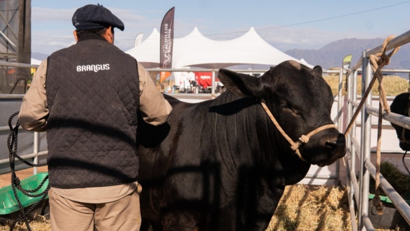 La primera jornada del Remate de Cabañas Riojanas 2023 reunió a cientos de productores y estudiantes de toda la provincia