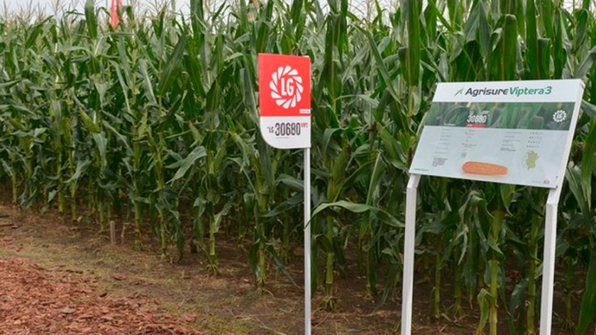 Así es la siembra que pasó de ser tendencia a una realidad en el agro argentino