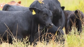 El Bagual: modelo de sostenibilidad, genética Brangus y biodiversidad en Formosa