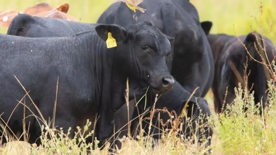 El Bagual: modelo de sostenibilidad, genética Brangus y biodiversidad en Formosa