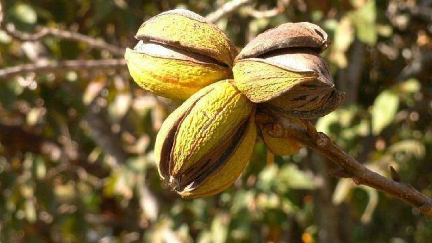 La nuez pecán se consolida como motor regional y amplía su presencia en mercados internacionales