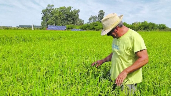 Riego de arroz con energía solar