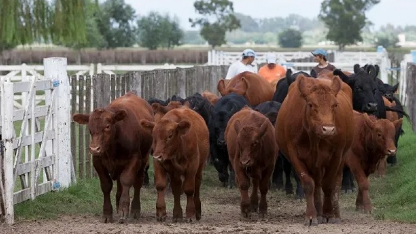 El Servicio Nacional de Sanidad y Calidad Agroalimentaria (Senasa) prorrogó su política contra la brucelosis bovina.