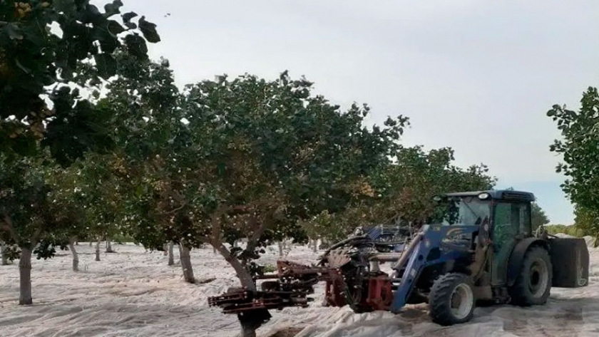 Pistacho con altibajos en los rindes para la cosecha 2020