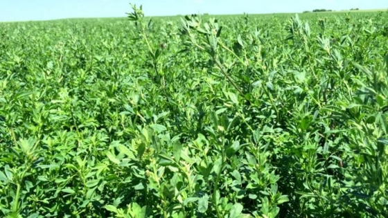 El Gobierno de San Luis realizará un ciclo de charlas virtuales sobre alfalfa