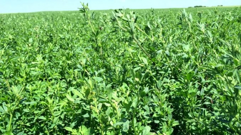 El Gobierno de San Luis realizará un ciclo de charlas virtuales sobre alfalfa