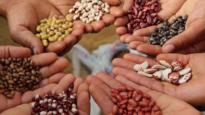 Promoviendo el desarrollo de semillas para la agroecología